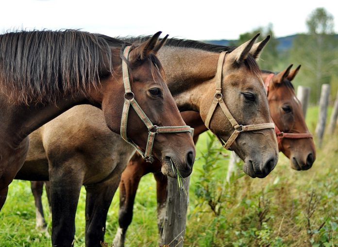 horses-2778167_1280