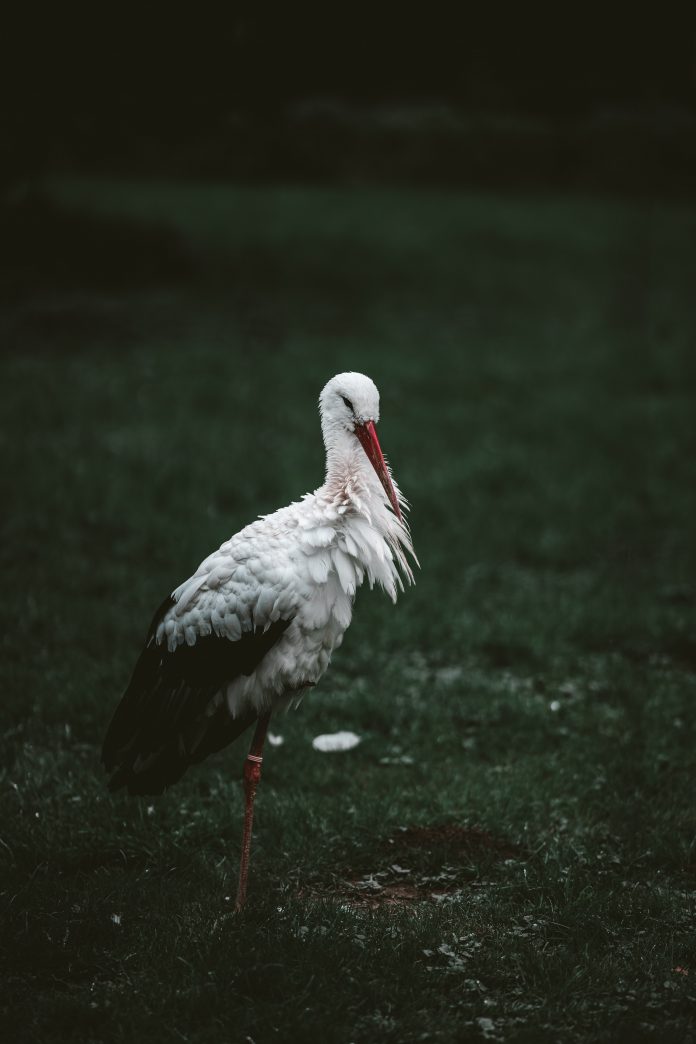 pexels-omar-ramadan-5537907