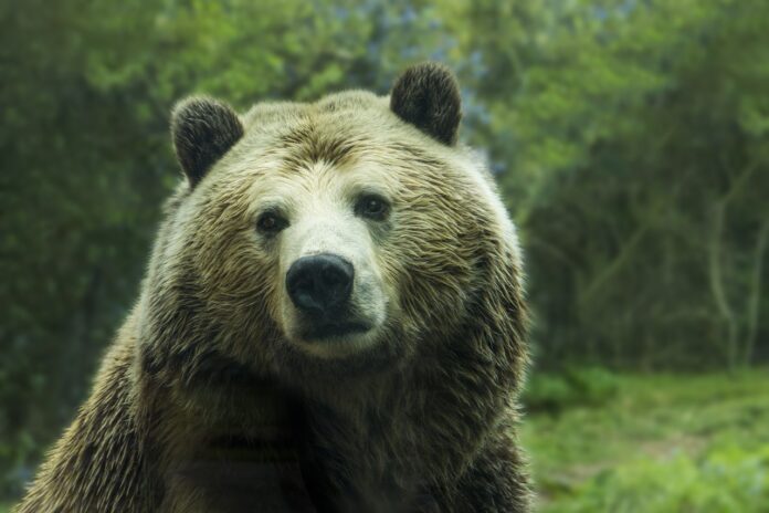 bear-1245807_1280