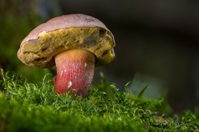 beautiful-foot-boletus-2586702_1280