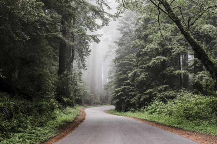 redwood-national-park-g30c55a06c_1920
