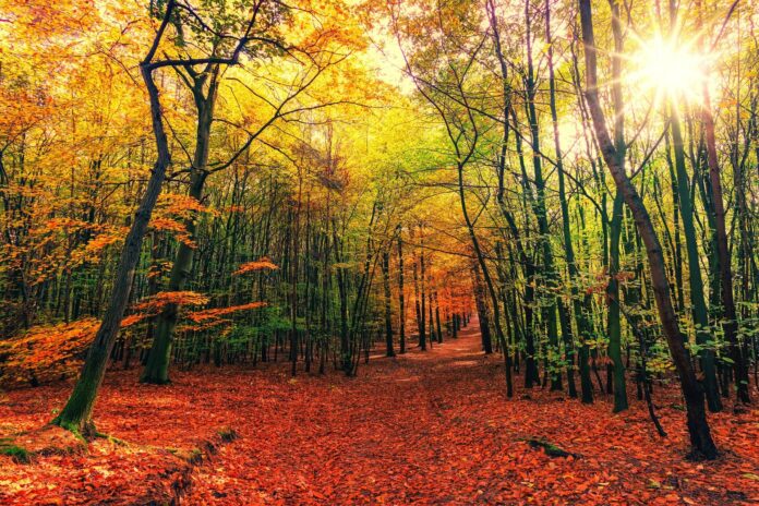 forest-g3165a5967_1920